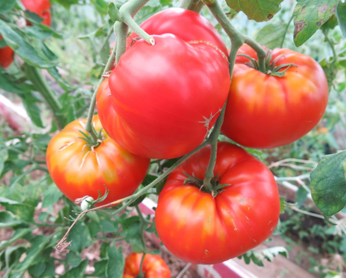 Рассада помидор – все от А до Я как легко вырастить крепкую рассаду томатов