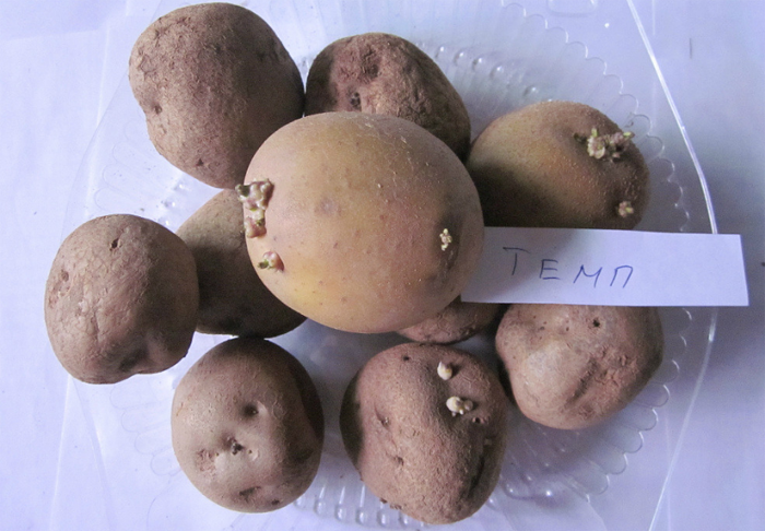 Рассыпчатые сорта картофеля – ТОП-20 2023 года