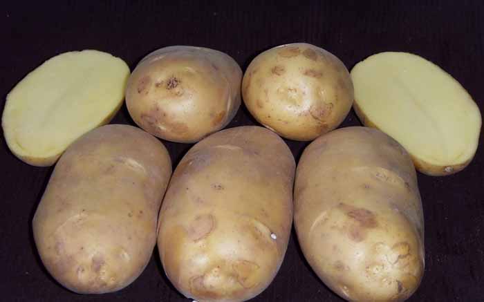 Рассыпчатые сорта картофеля – ТОП-20 2023 года