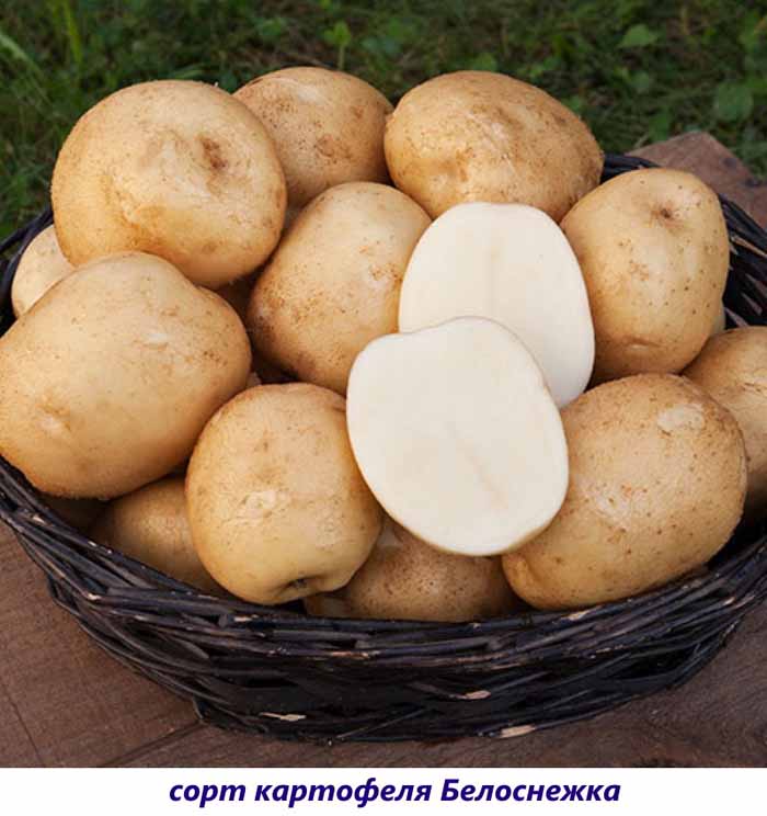 Рассыпчатые сорта картофеля – ТОП-20 2022 года