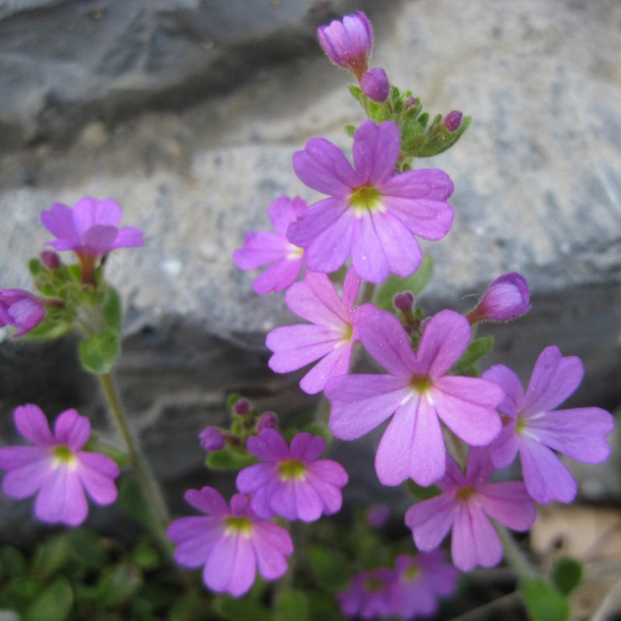 Растения с мелкими цветками: описание с фото лучших цветов