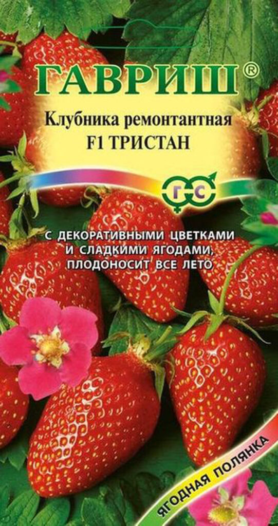 Ремонтантная клубника: описание, ТОП лучших сортов и выращивание