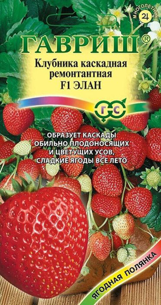 Ремонтантная клубника: описание, ТОП лучших сортов и выращивание