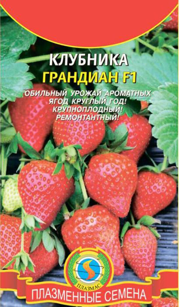 Ремонтантная клубника: описание, ТОП лучших сортов и выращивание
