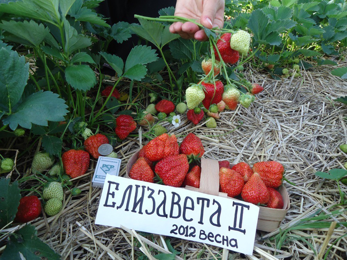 Ремонтантная клубника: описание, ТОП лучших сортов и выращивание