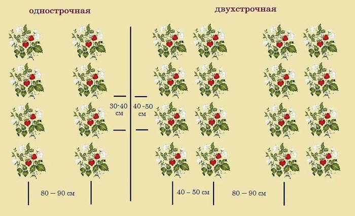 Ремонтантная клубника: описание, ТОП лучших сортов и выращивание