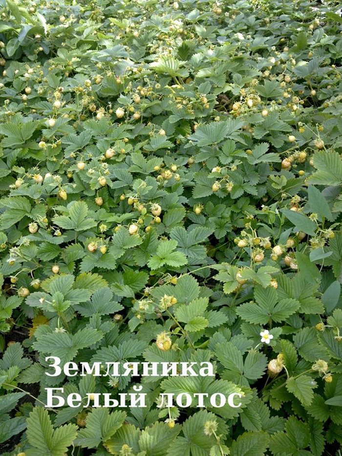 Ремонтантная клубника: описание, ТОП лучших сортов и выращивание