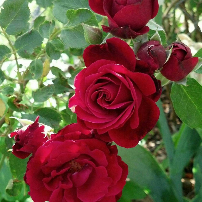 Роза Дон Жуан (30 фото) – описание, выращивание, отзывы