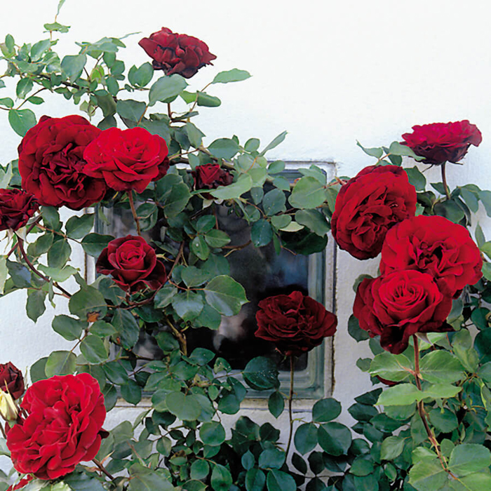Роза Дон Жуан (30 фото) – описание, выращивание, отзывы