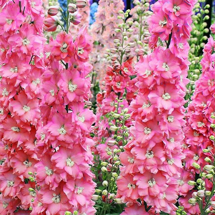 Розовые цветы (60 фото): каталог цветов розового цвета