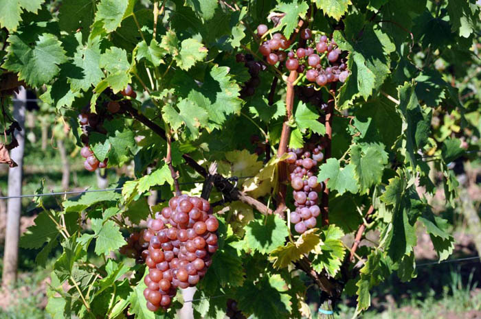 Розовые сорта винограда: ТОП-25 сортов — названия с фото