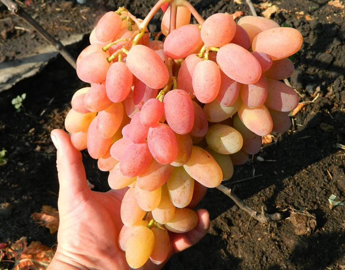 Розовые сорта винограда: ТОП-25 сортов — названия с фото