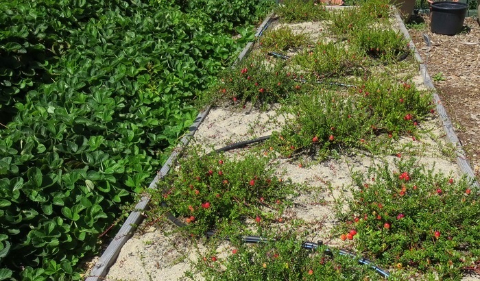 Садовая клюква – сорта, выращивание и уход за крупноплодной клюквой