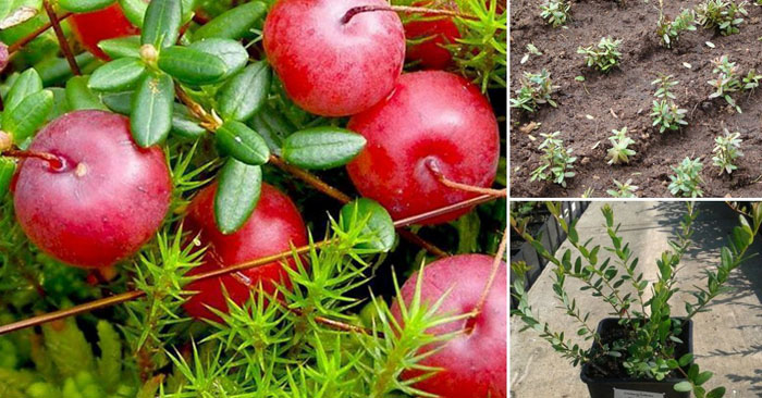 Садовая клюква – сорта, выращивание и уход за крупноплодной клюквой