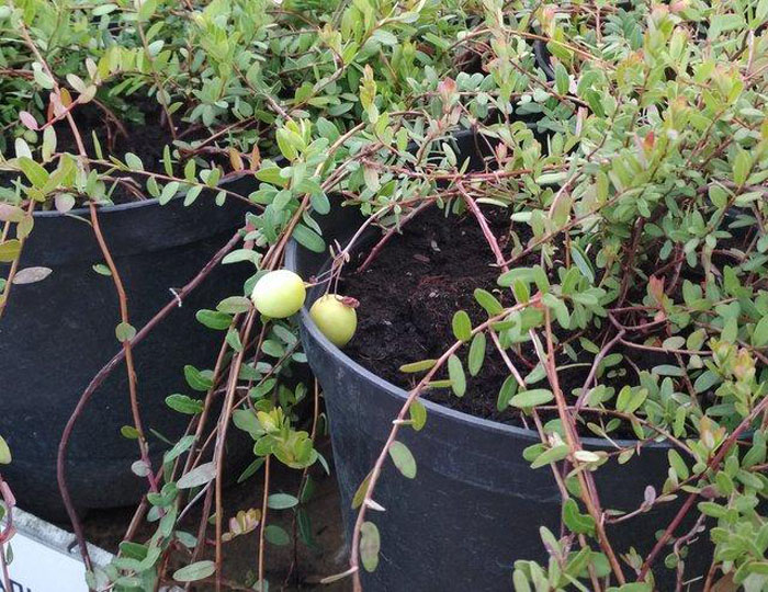 Садовая клюква – сорта, выращивание и уход за крупноплодной клюквой