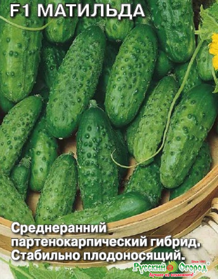 Самоопыляемые сорта огурцов 2023 — описание с фото