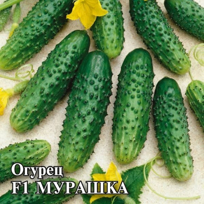 Самоопыляемые сорта огурцов 2023 — описание с фото
