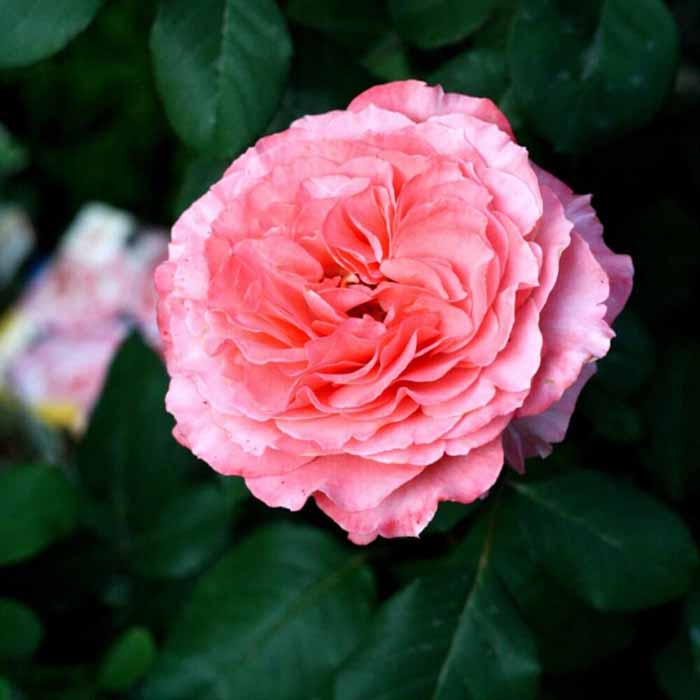 Самые ароматные и душистые розы — 20 сортов с фото и описанием