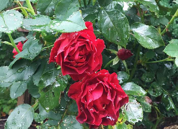 Самые ароматные и душистые розы — 20 сортов с фото и описанием