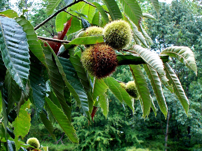 Съедобный каштан (45 фото) — как отличить, как выглядит дерево и плоды, где и как растет
