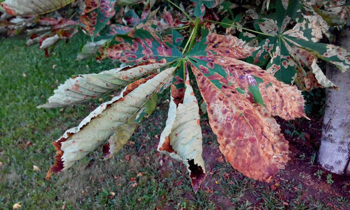 Съедобный каштан (45 фото) — как отличить, как выглядит дерево и плоды, где и как растет