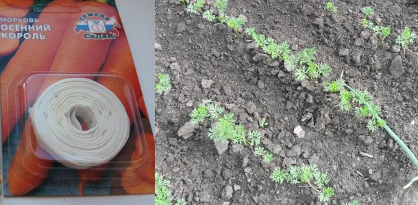 Семена моркови на ленте: преимущество метода, как сажать со 100% эффективностью