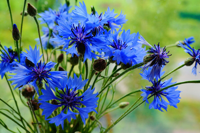 Синие цветы (60 фото) — каталог с названиями и описанием
