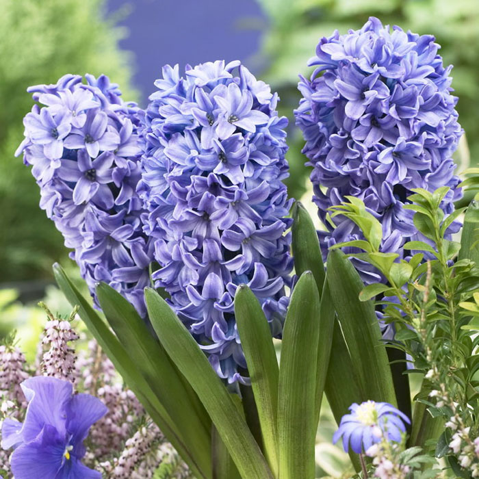Синие цветы (60 фото) — каталог с названиями и описанием