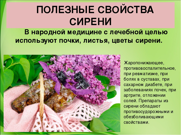 Сирень — описание растения, сорта и виды, посадка и уход