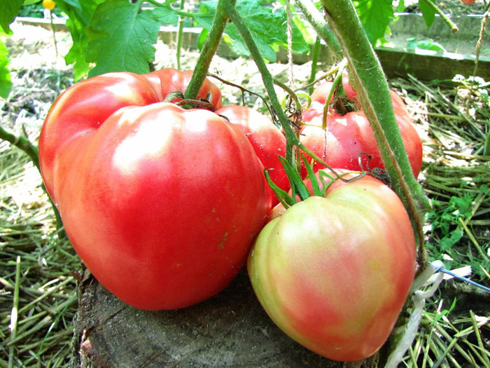 Сладкие томаты — Топ 25 самых вкусных томатов для теплиц и открытого грунта