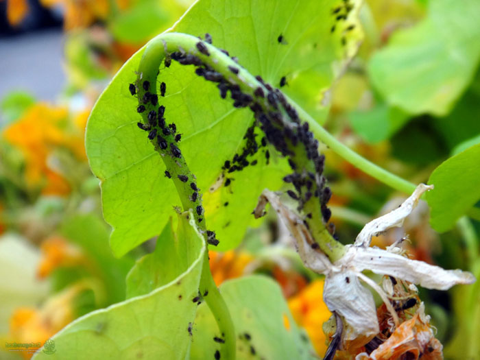 Сохнут листья у огурцов: почему и что делать? Как спасти урожай