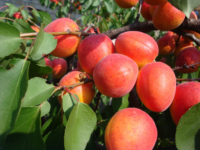 Сорта абрикосов – 50 сортов 2023 с фото и описанием