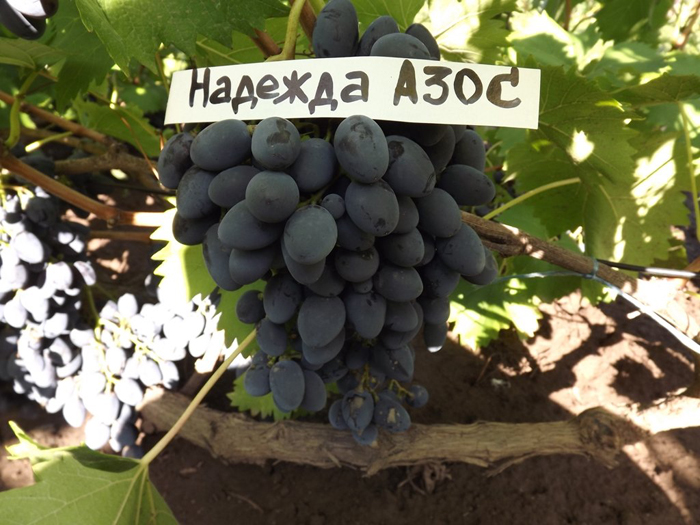 Сорта черного винограда – ТОП-39 сортов: названия с фото
