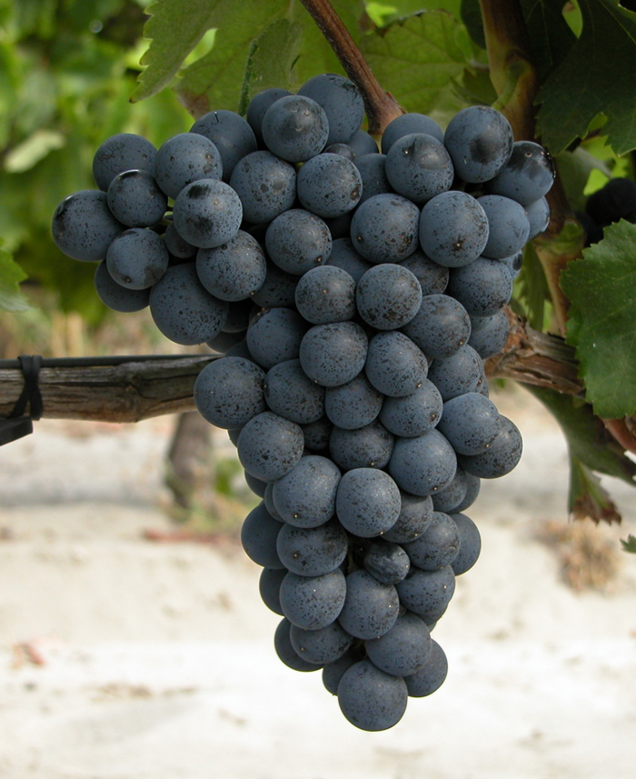 Сорта черного винограда – ТОП-39 сортов: названия с фото