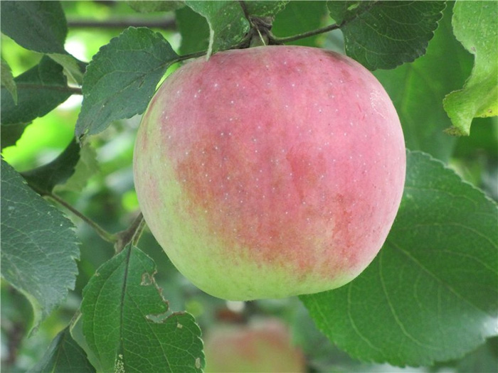 Сорта яблонь: 32 лучших сорта 2023 с описанием и фото