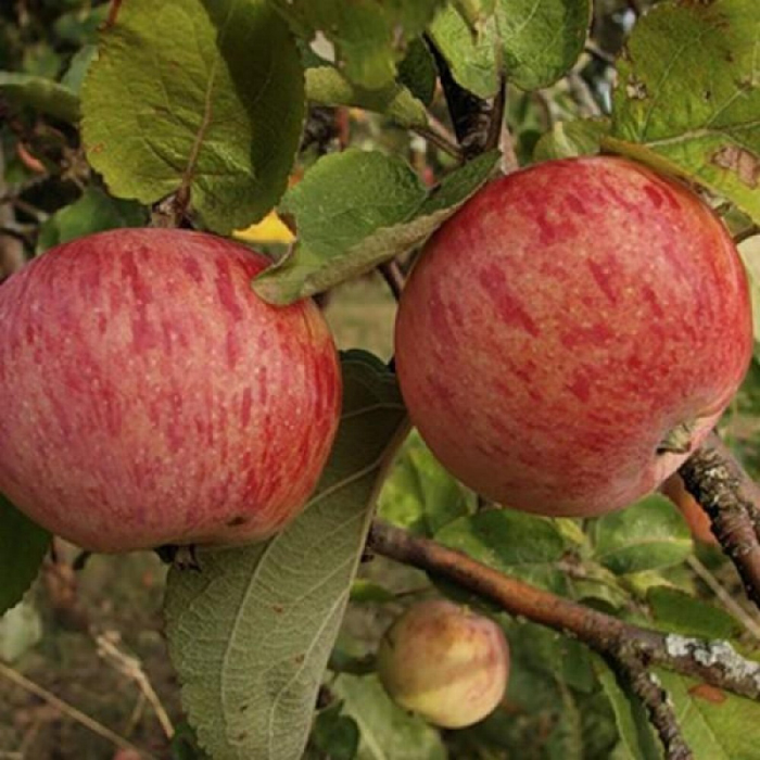 Сорта яблонь: 32 лучших сорта 2022 с описанием и фото
