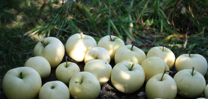 Сорта яблонь: 32 лучших сорта 2022 с описанием и фото