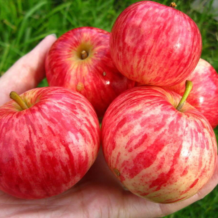 Сорта яблонь: 32 лучших сорта 2023 с описанием и фото