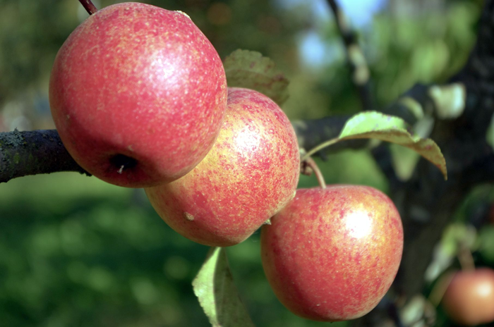 Сорта красных яблок – каталог 2023 года: описание и фото