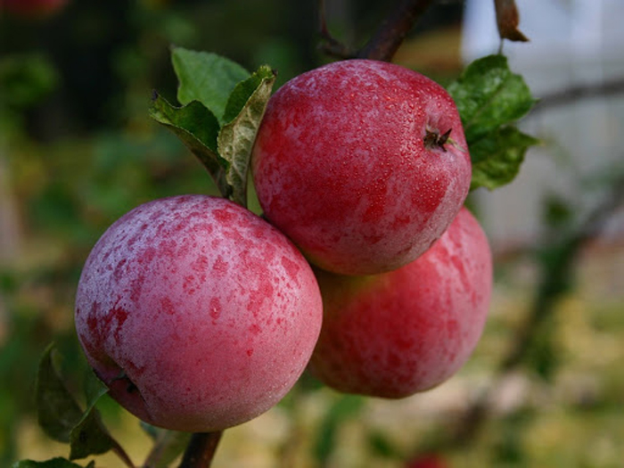Сорта красных яблок – каталог 2023 года: описание и фото