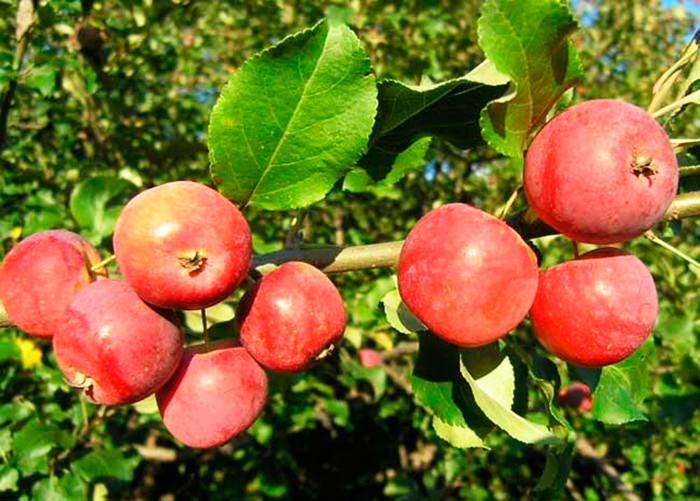 Сорта красных яблок – каталог 2022 года: описание и фото