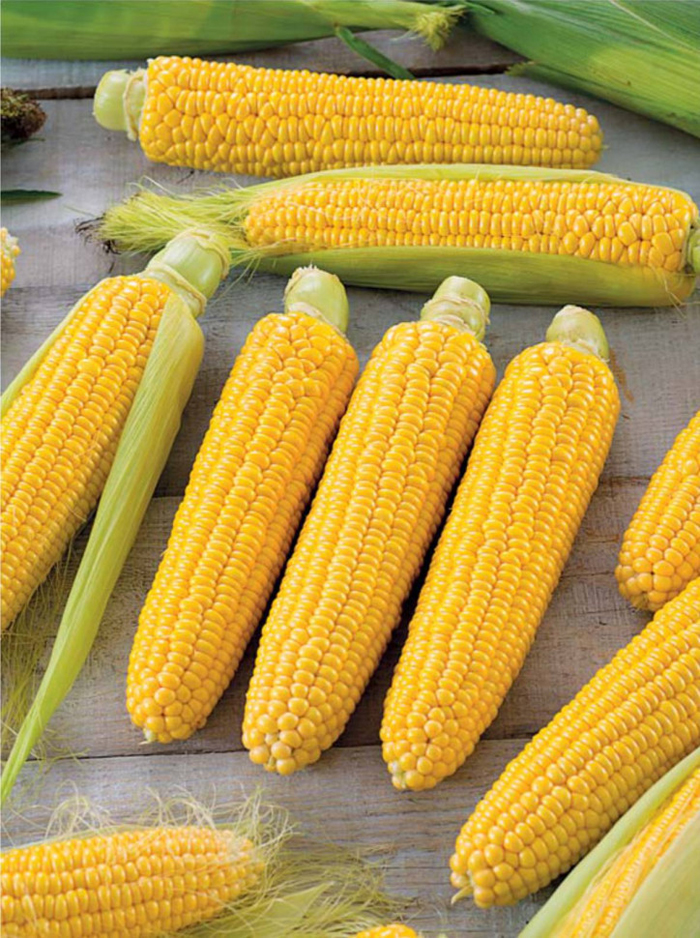 Сорта кукурузы – 42 лучших сорта кукурузы 2022 с описанием и фото
