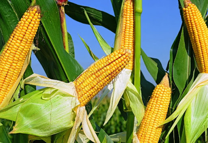 Сорта кукурузы – 42 лучших сорта кукурузы 2023 с описанием и фото