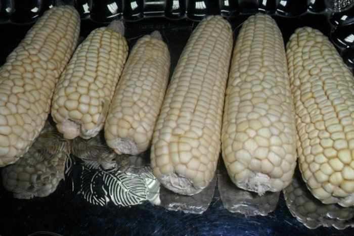 Сорта кукурузы – 42 лучших сорта кукурузы 2023 с описанием и фото