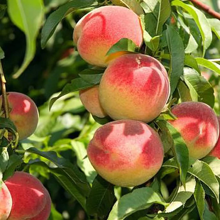Сорта персиков — 24 сорта с фото и описанием