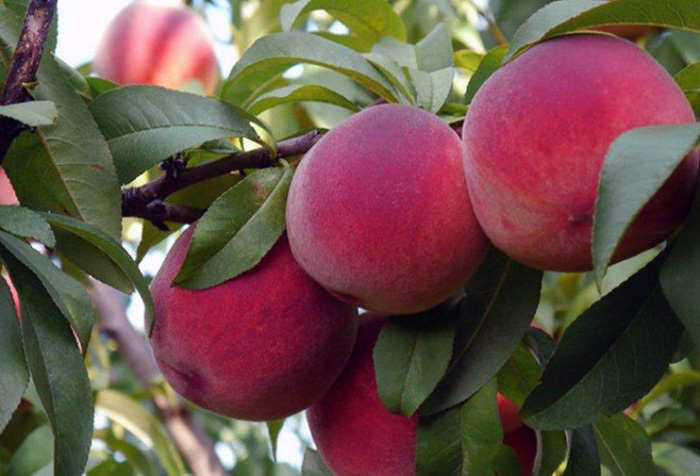 Сорта персиков — 24 сорта с фото и описанием