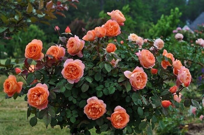 Сорта роз – 135 сортов с фото: каталог 2022 по алфавиту