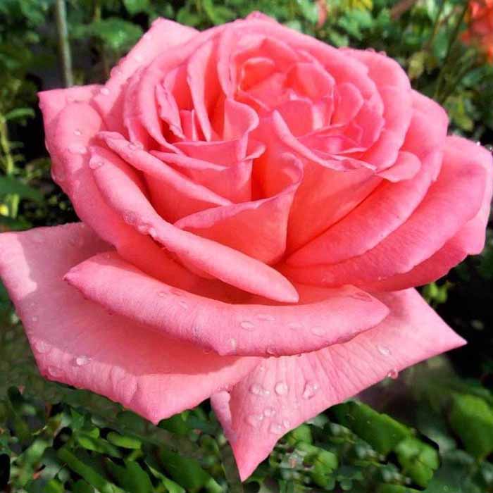 Сорта роз – 135 сортов с фото: каталог 2023 по алфавиту