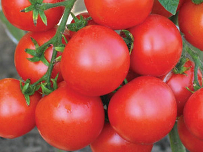 Сорта томатов для засолки и консервирования – рейтинг 2022 года