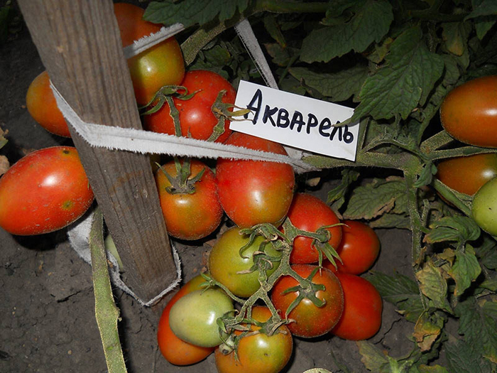 Сорта томатов для засолки и консервирования – рейтинг 2022 года